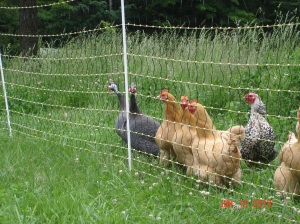 Chickens and Guinea on Pasture